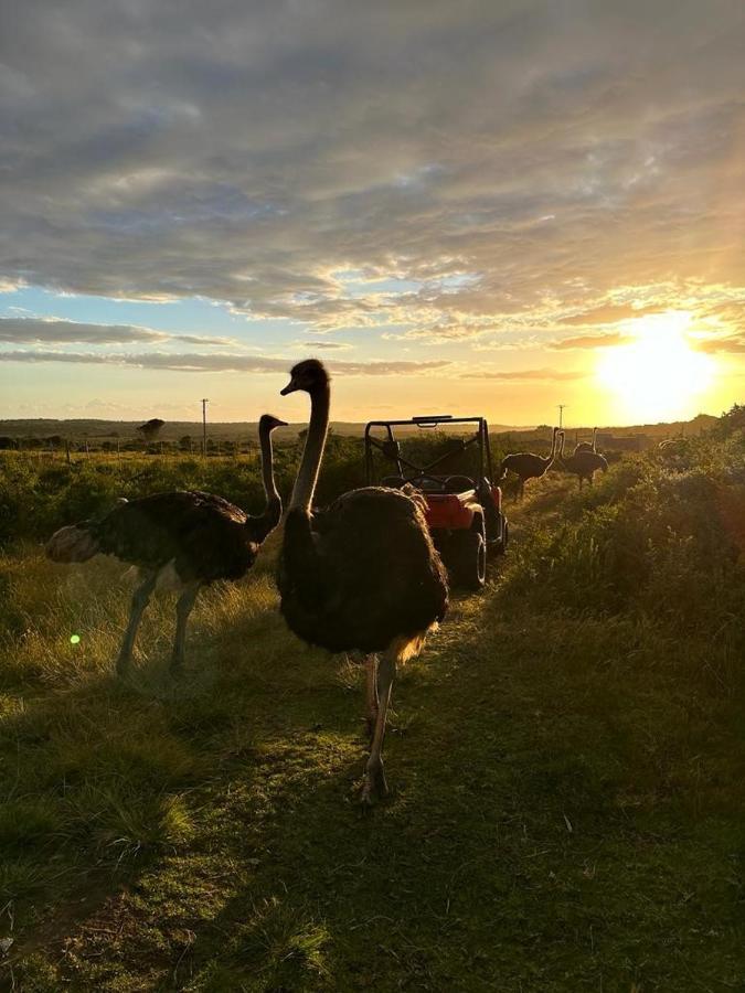 Groot-Jongensfontein Ostrich Cottage At Les Wings Private Game Farm מראה חיצוני תמונה